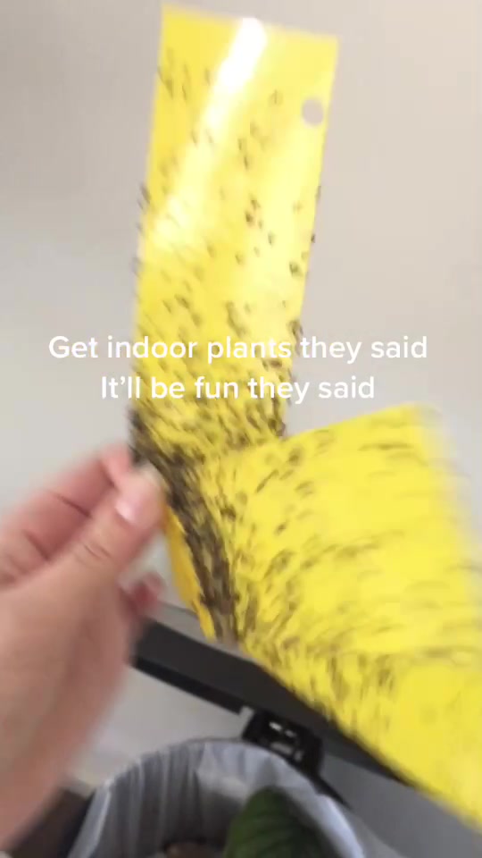 @KimmyG