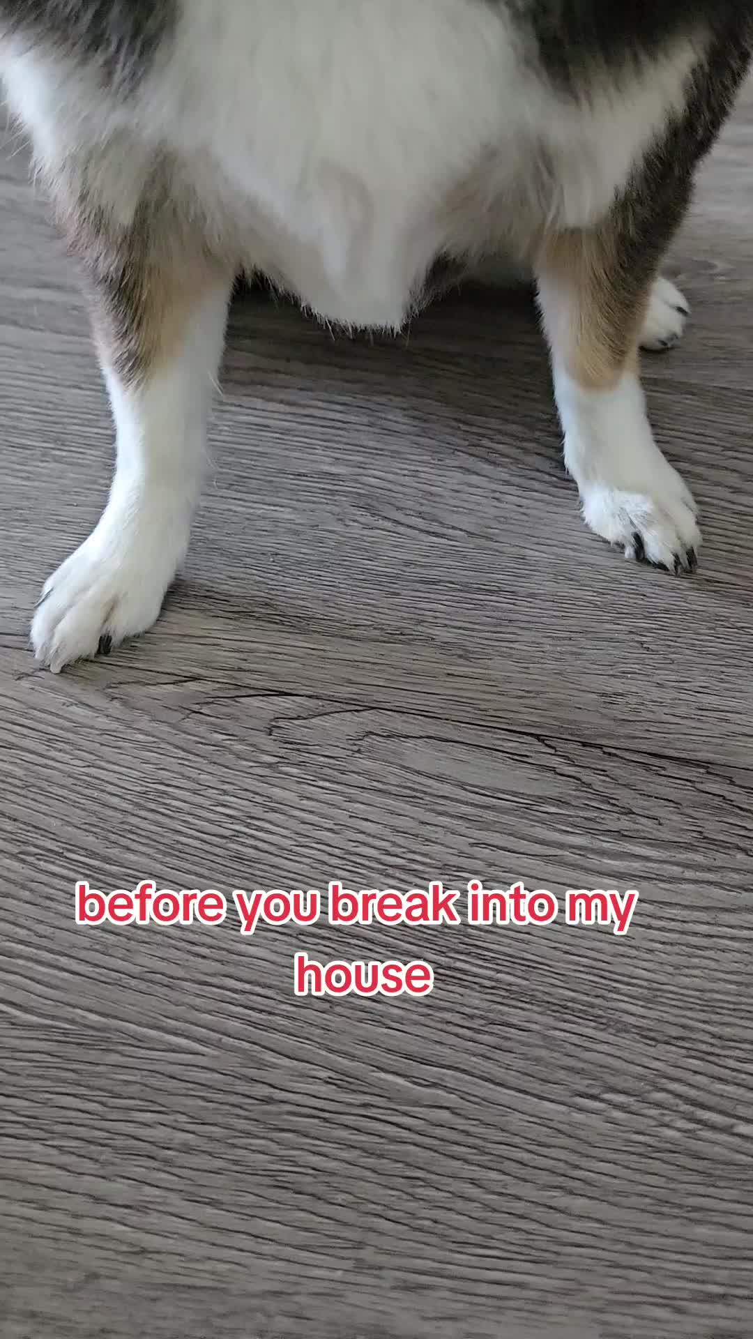 @Pawsha