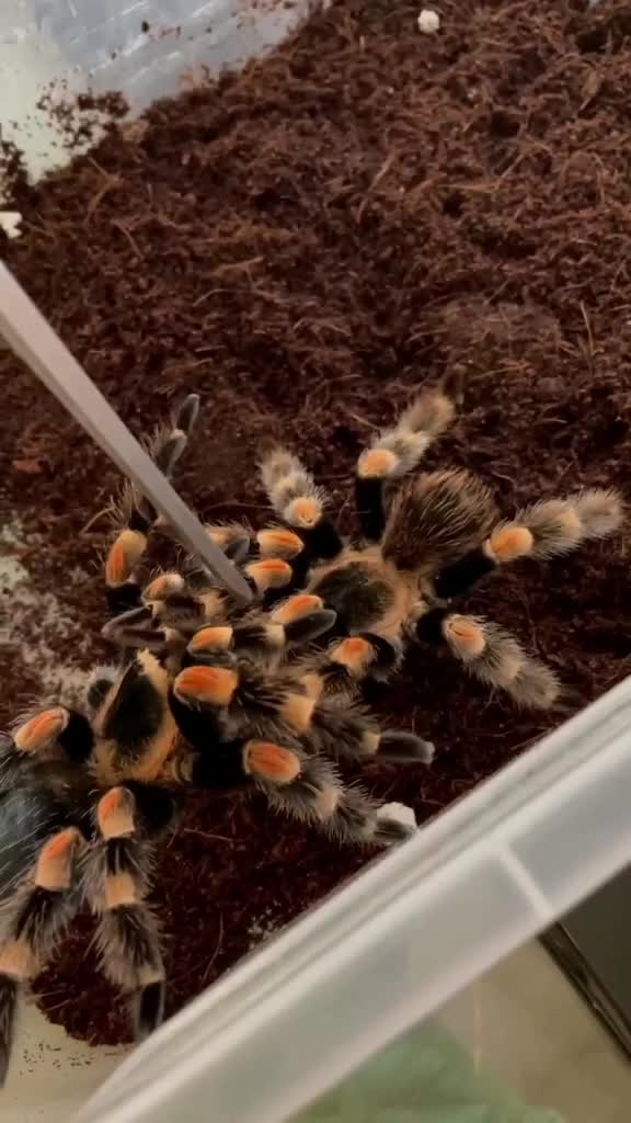 @angry_spider