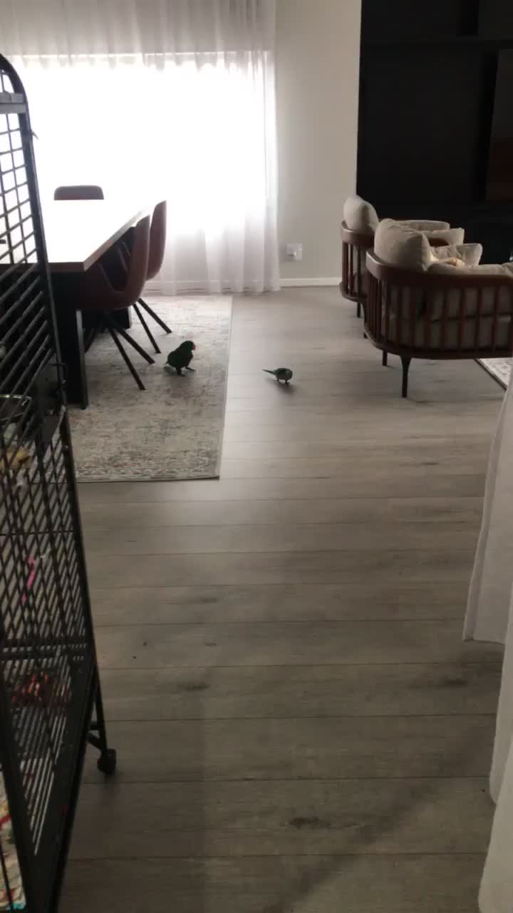 @Funnyparrotboys