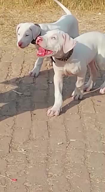 @Peshwar Dogs Center