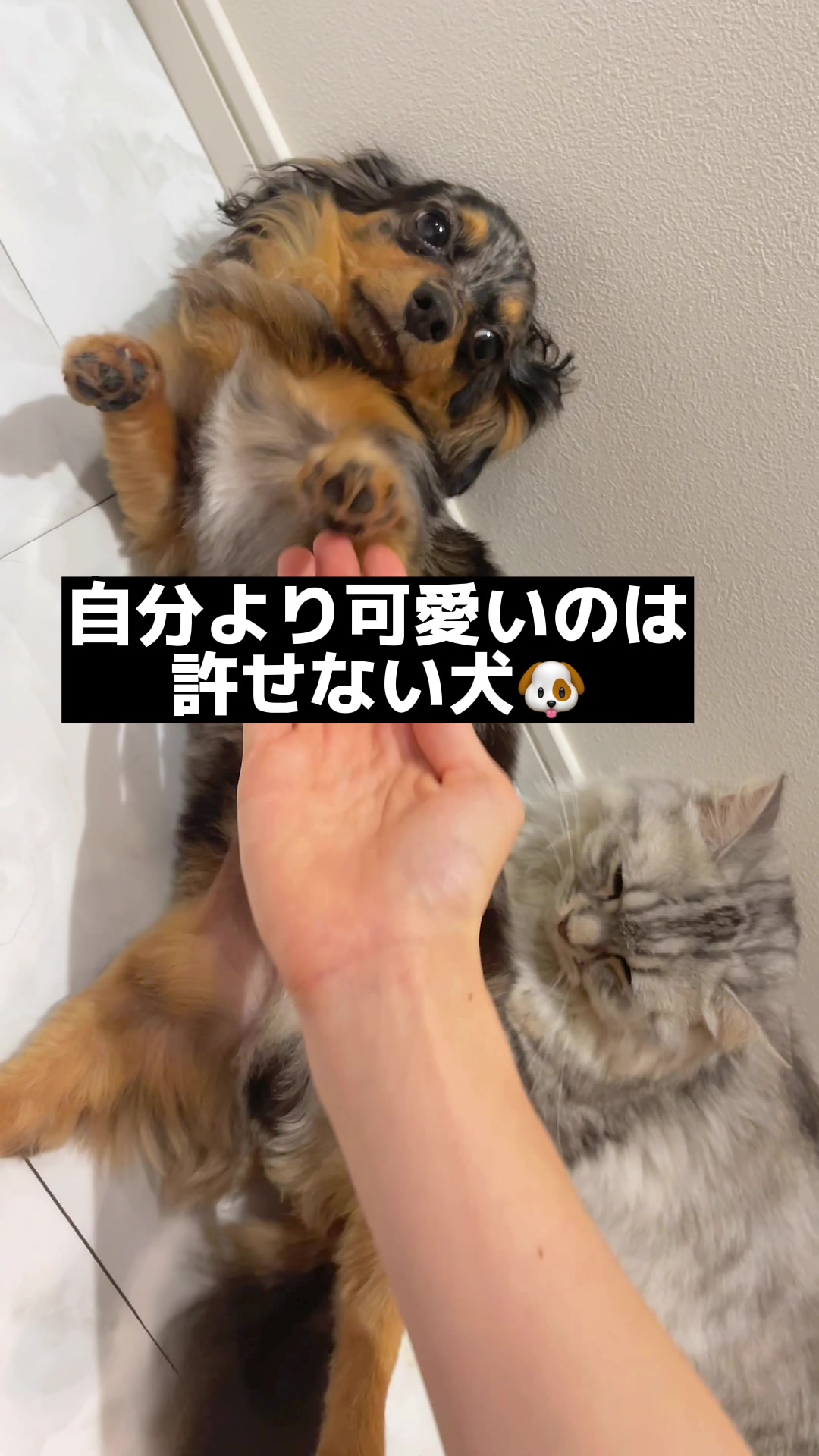@チワックスの諭吉くん🐾