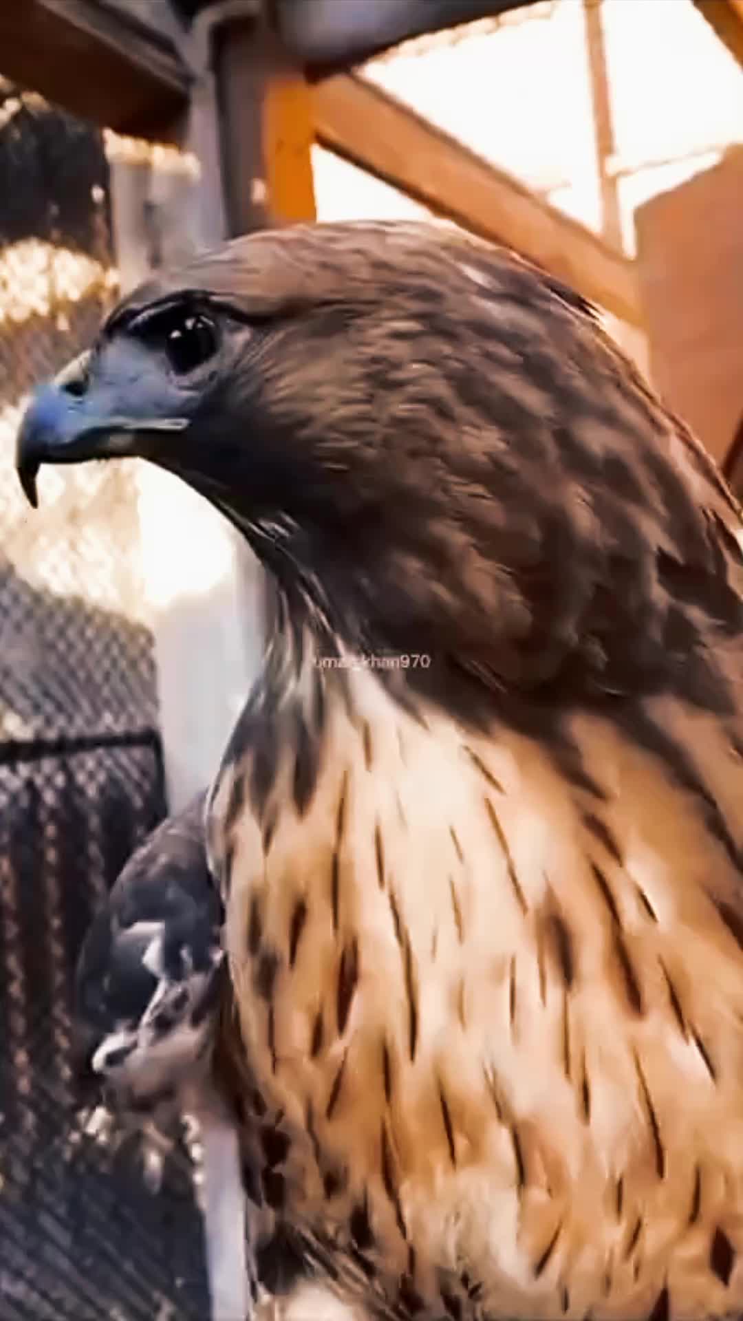 @🦅👑ahmed Al-eissawy👑🦁