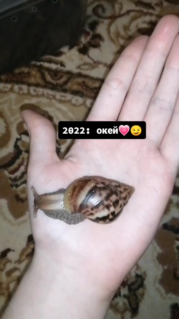 @Улиточки🐌💞
