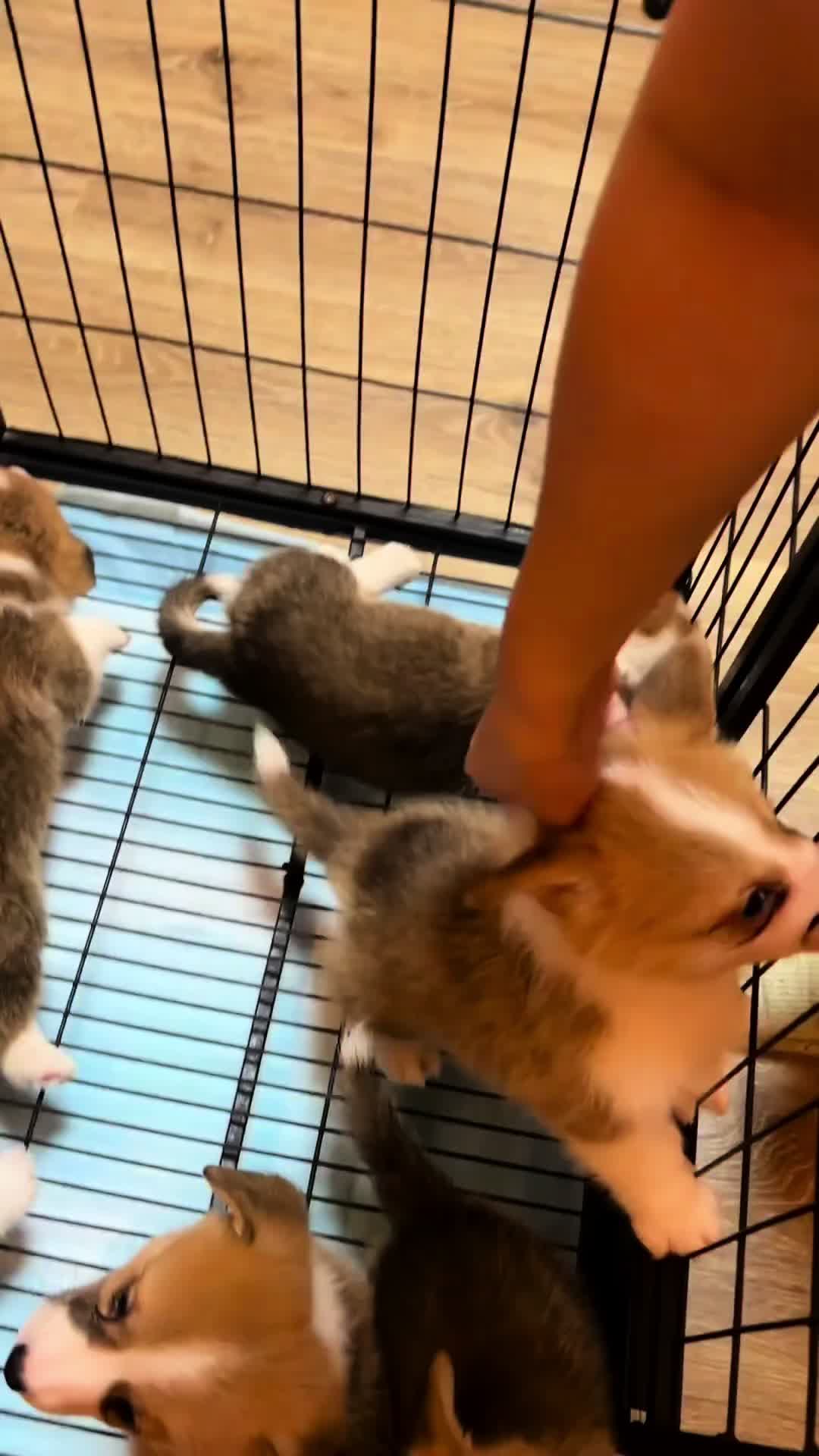 @White Canine