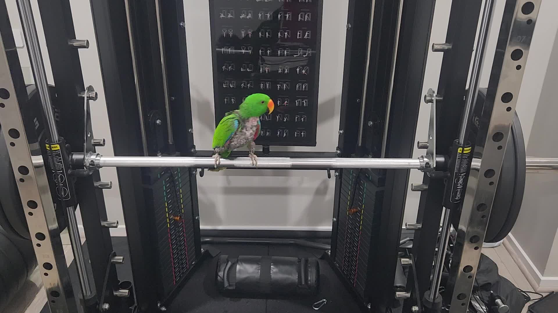 @Funnyparrotboys