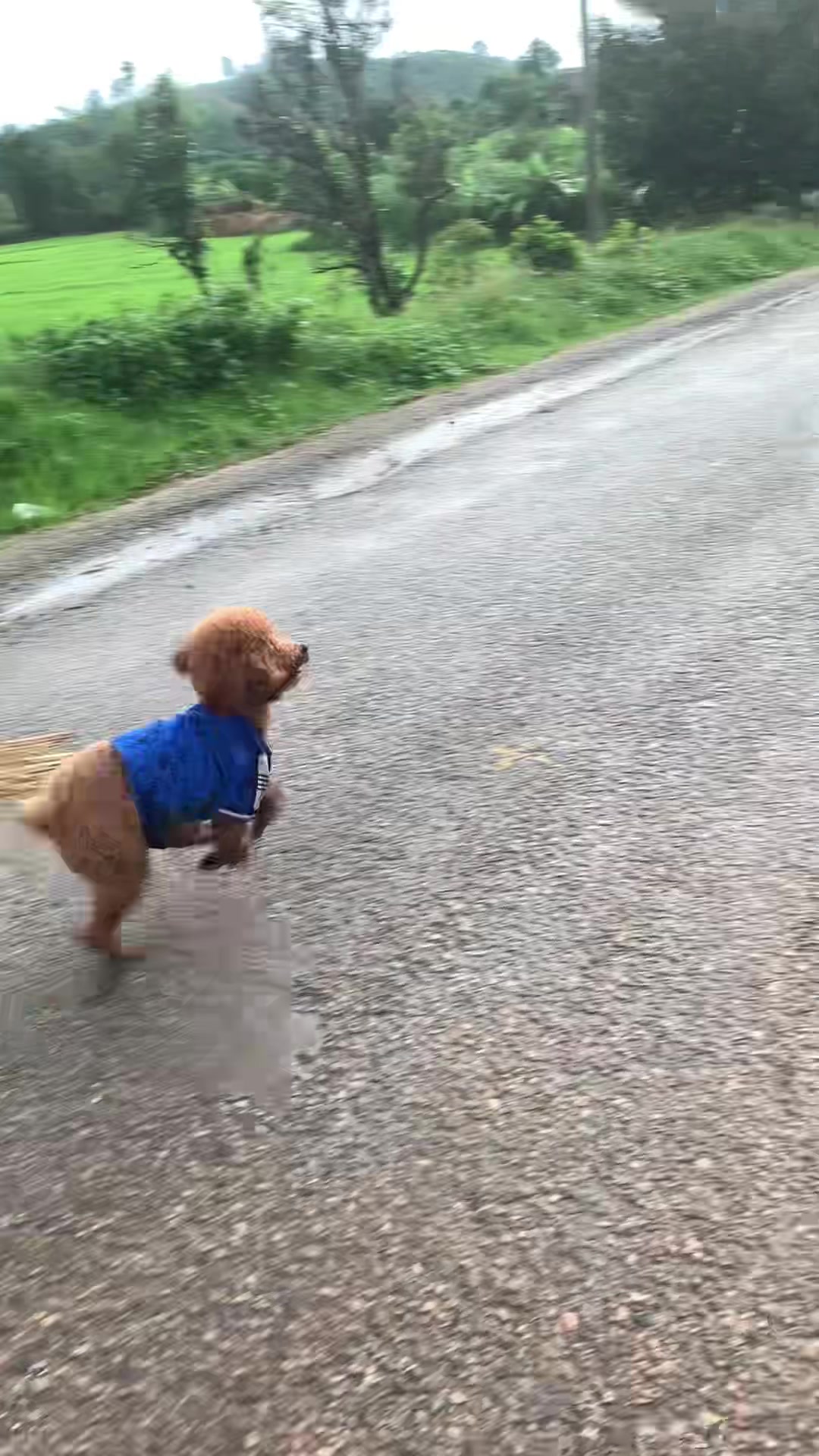 @Nị Đẹp Chó 🐶