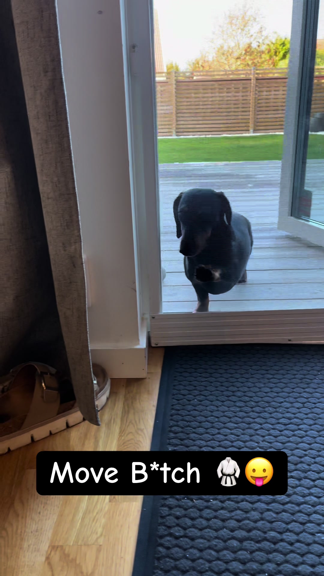 @Nils The Mini Dachshund     🌭