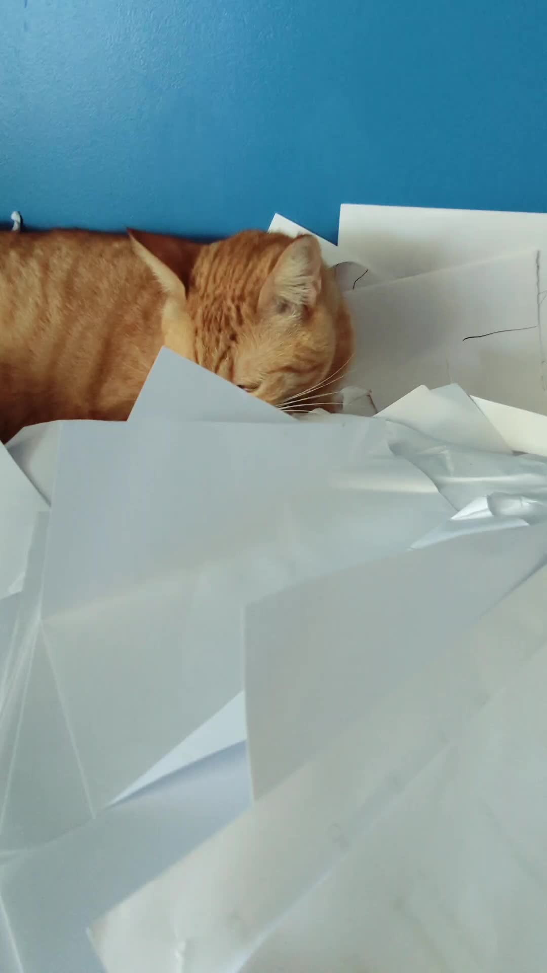 @Gingerninger_cat2021