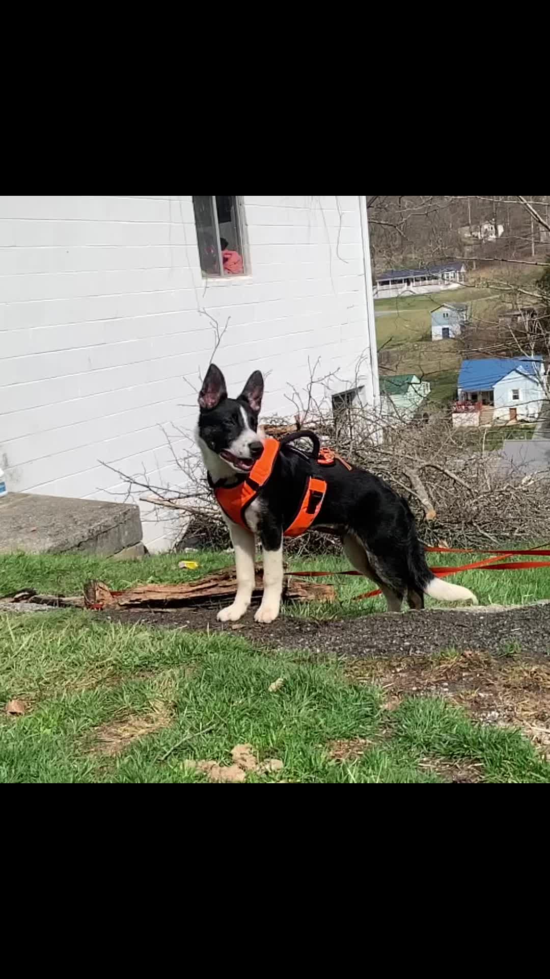 @collie.gnocchi