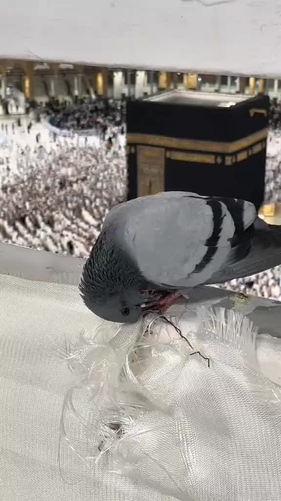 @SADAQAT ALI BUTT883