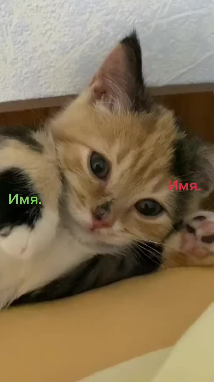 @Micro Cat