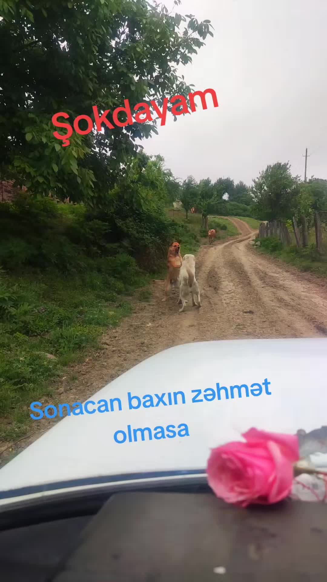 @Adiyev Məhəmməd