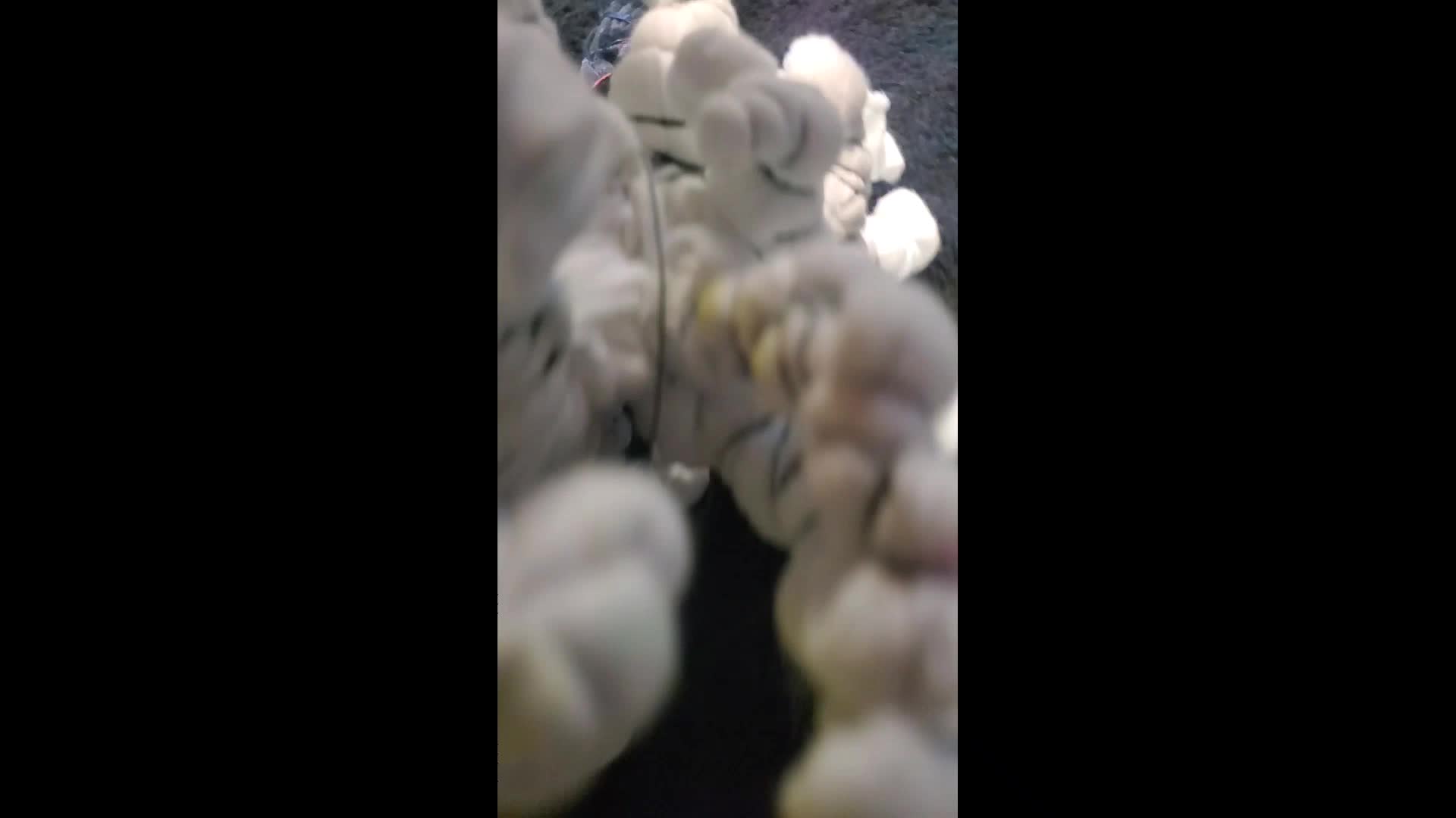 @Zimsdyeco