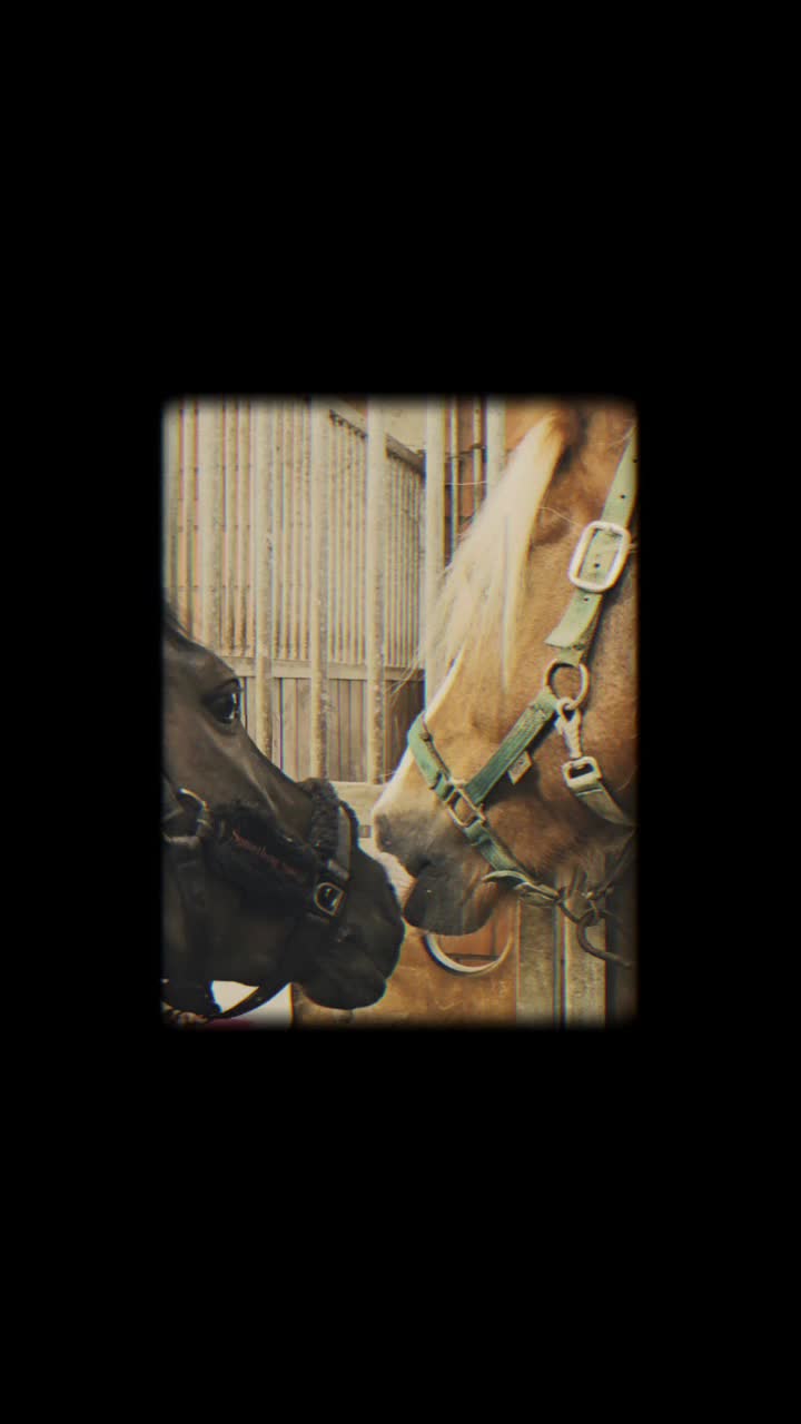 @Cora 🐴 👩🏼&zwj;🌾🐴🦄🤴🏻