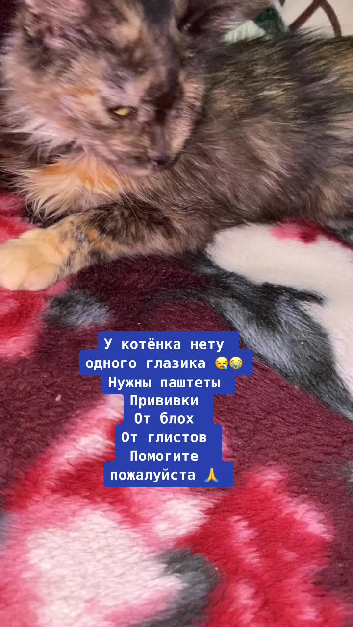 @zoo_cat_dog