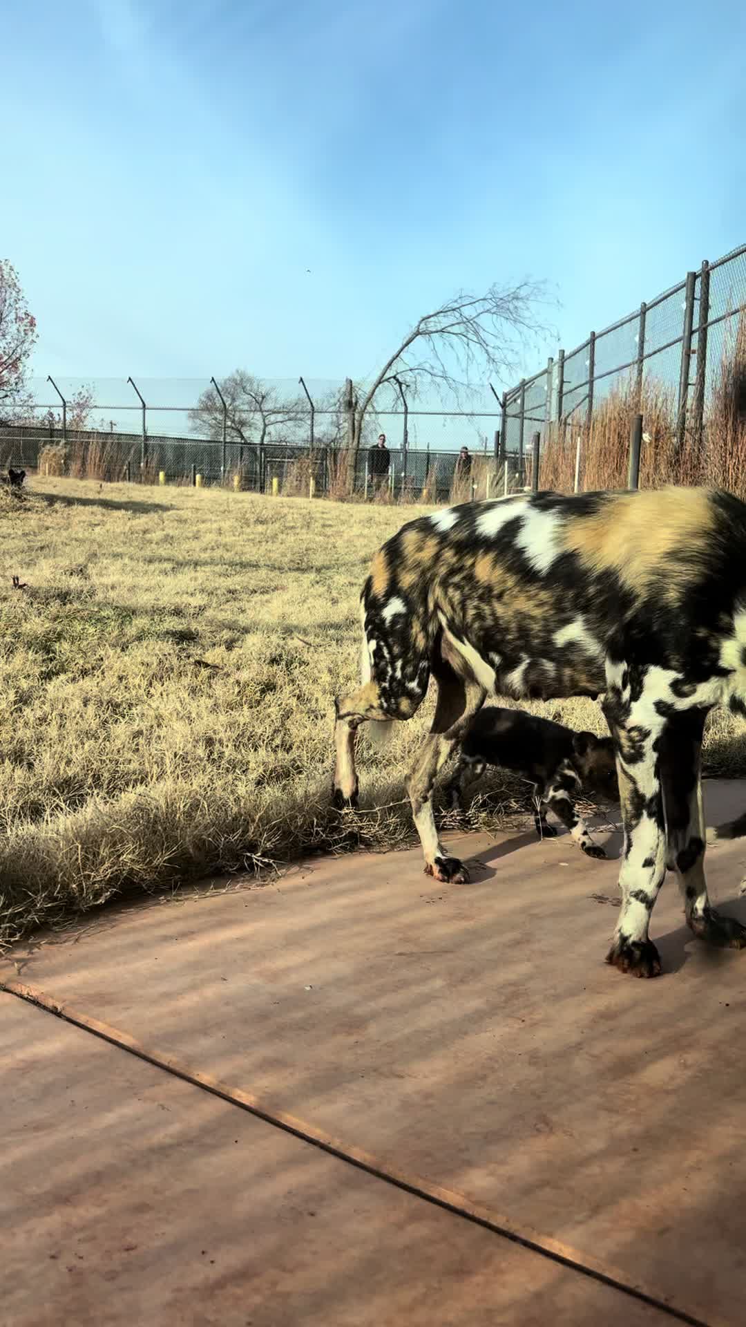 @okczoo