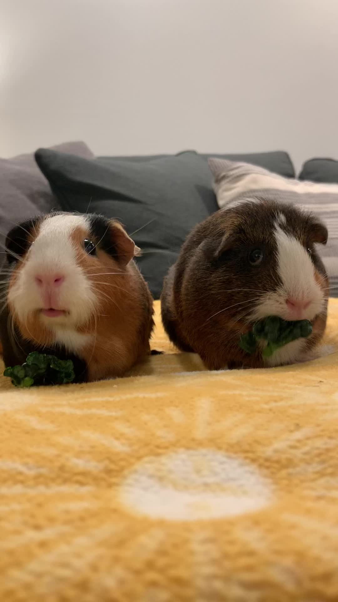 @bear.themouse ๐ฑ