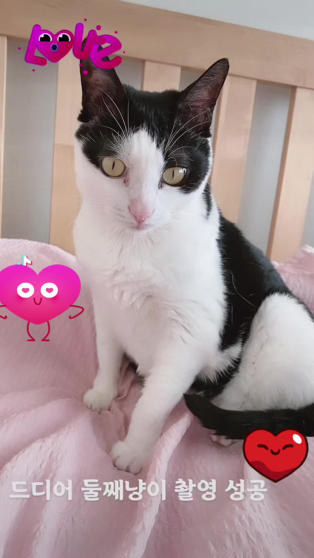 @lifewithkitty