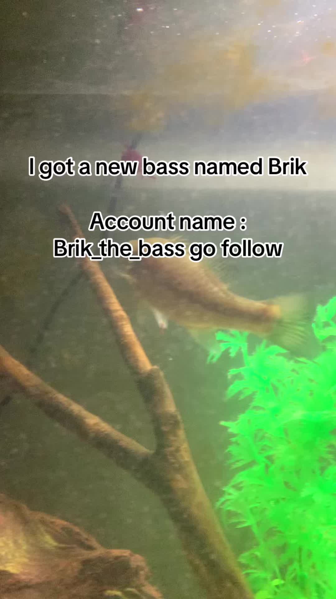 @Grub_the_bass