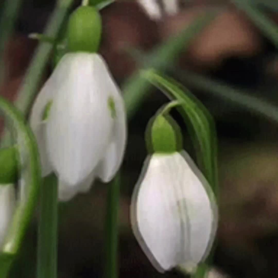 @Scentedsnowdrops