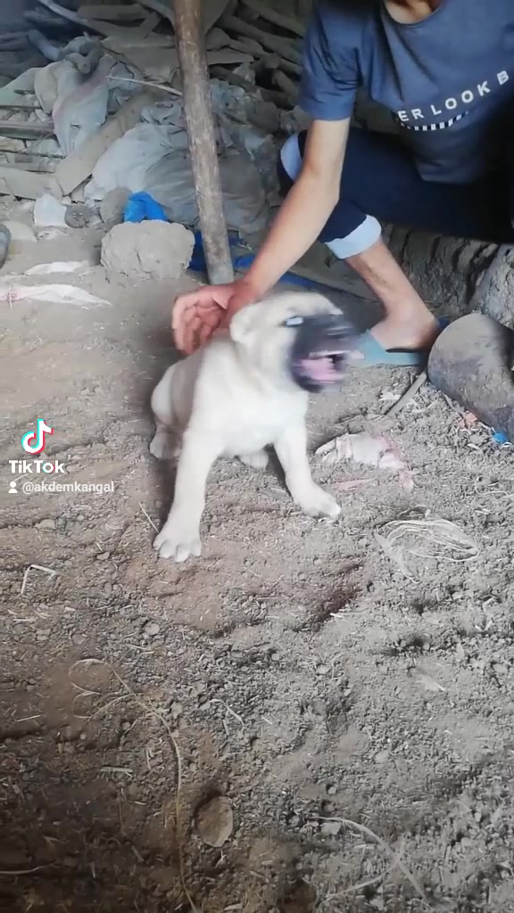 @AKDEMKANGAL