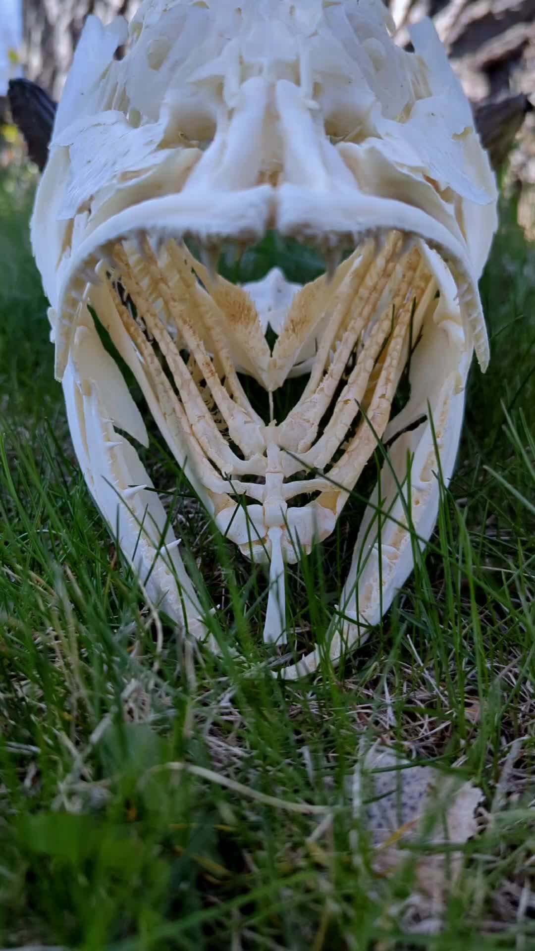 @Skullatorium