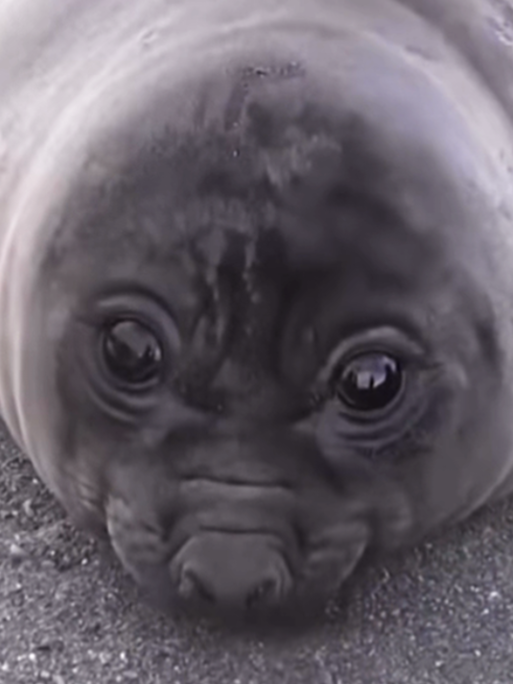@🩷🎀 seal 🦭🩷