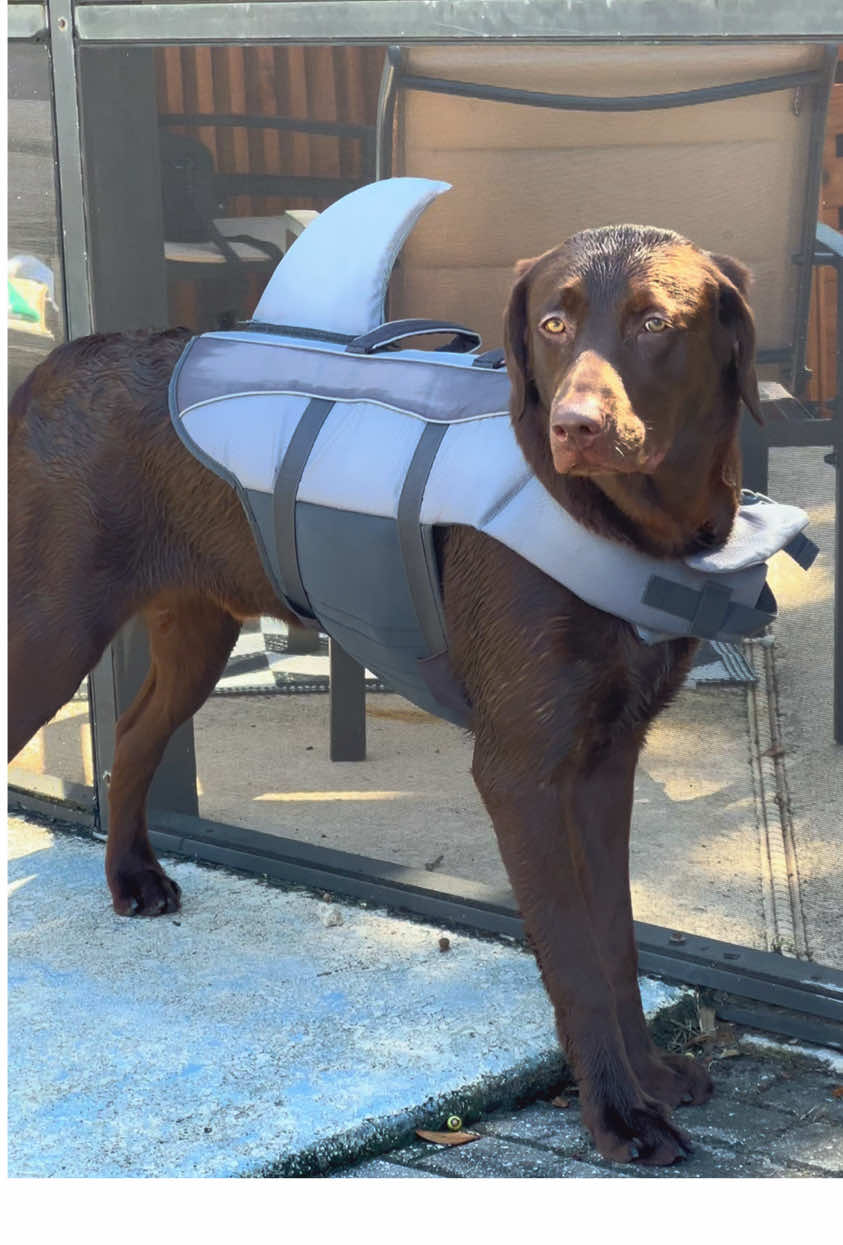 @Apollo the Choc Lab 🤎
