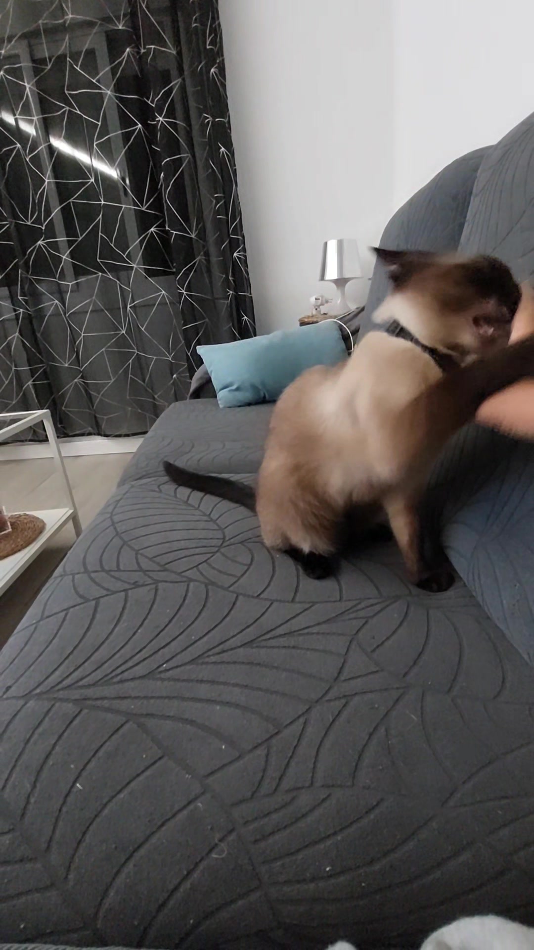 @Francesc Giro
