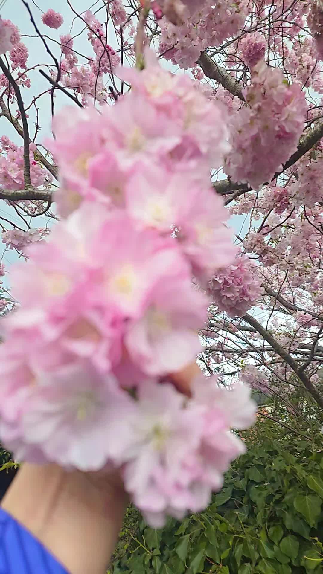 @rijalkops