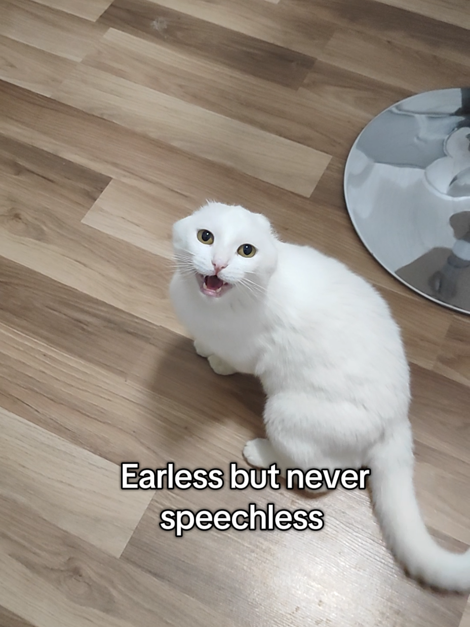 @Fluffy - the persian cat