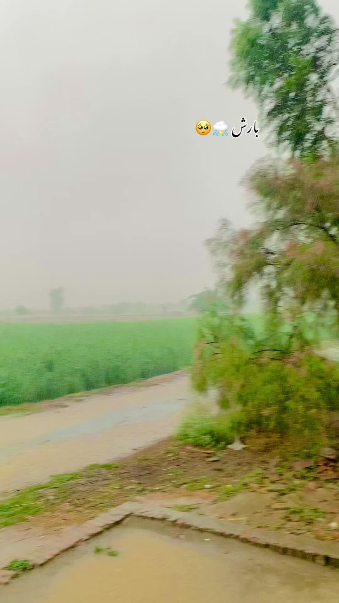 @پنجاب زادہ🌿