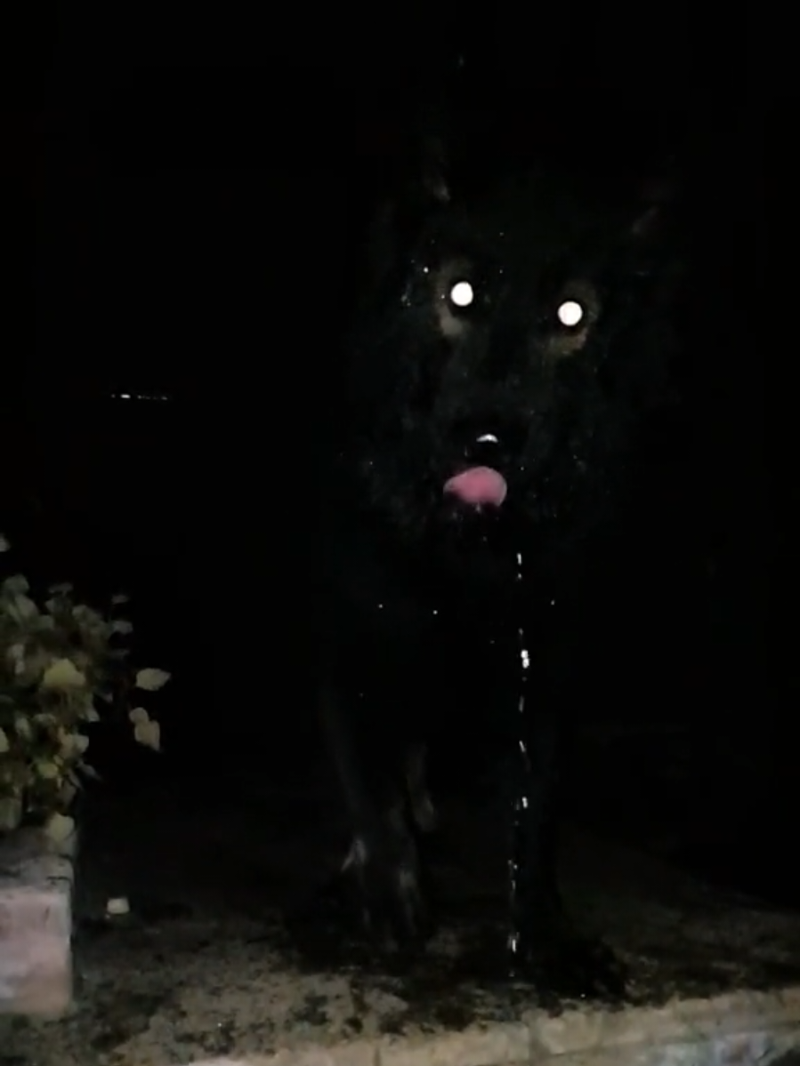 @Baloo_boy_gsd