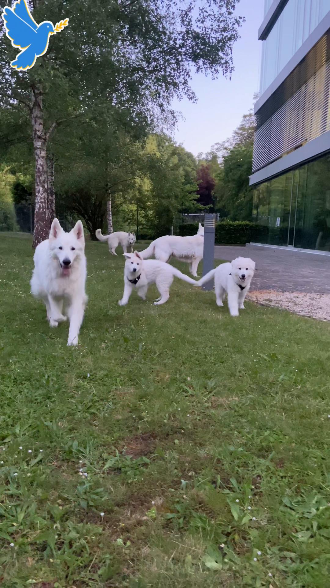 @white_ange_dog