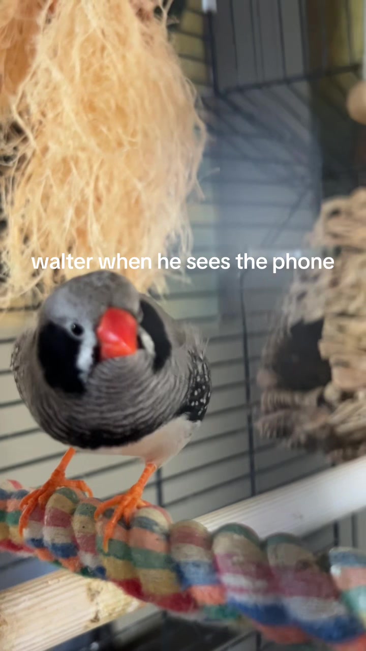 @haley