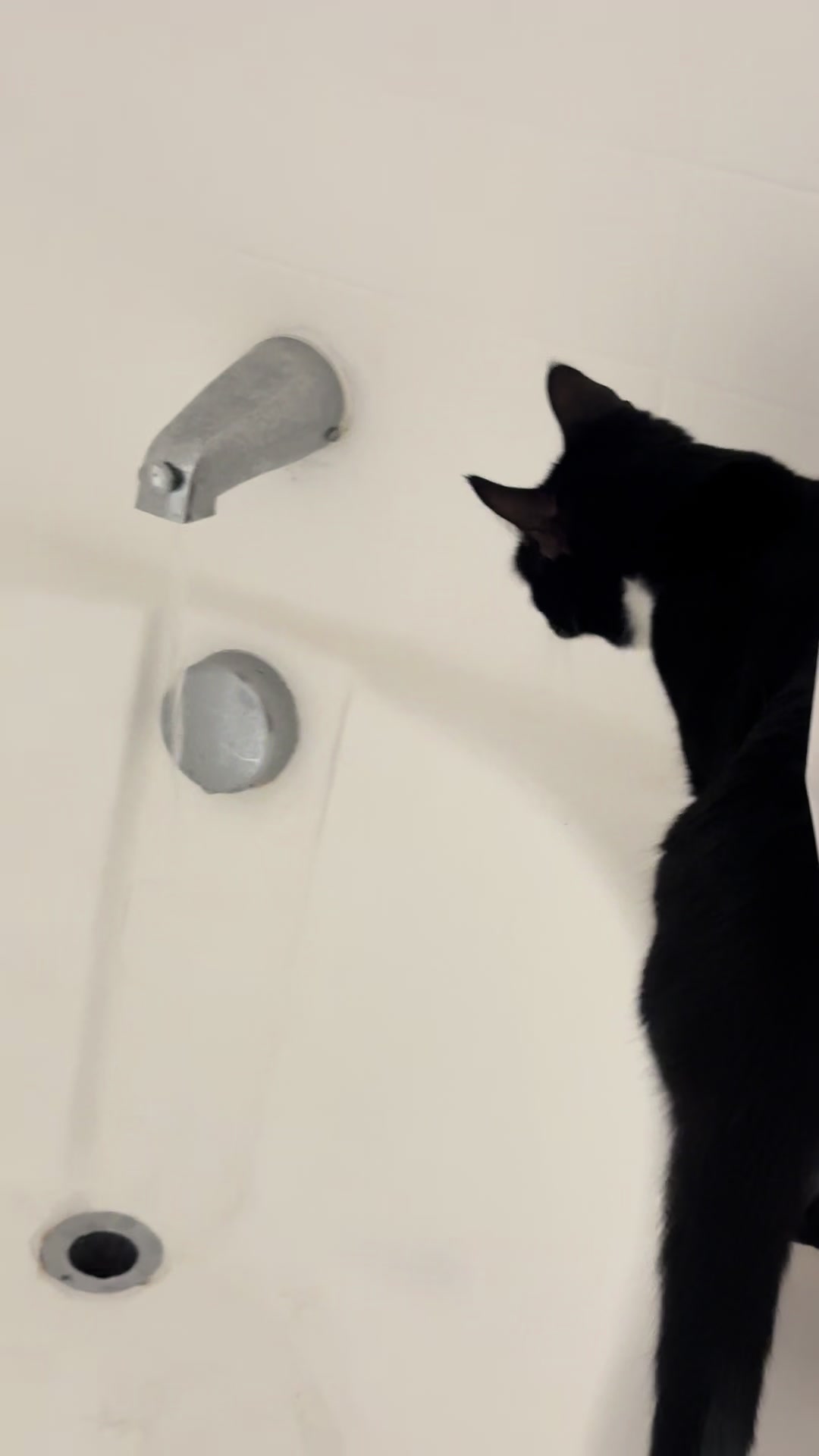 @purrrmeow