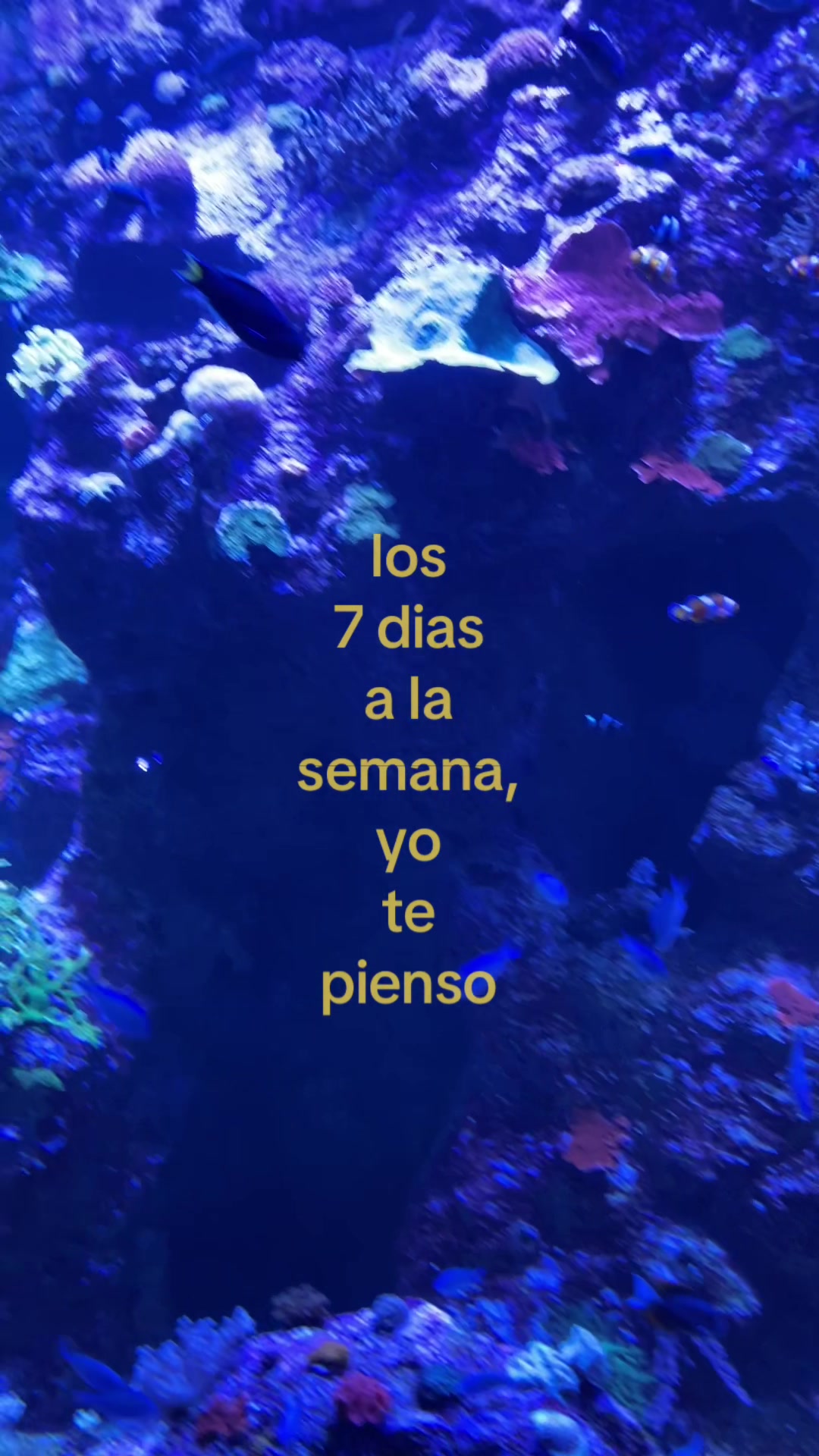 @@lisi★
