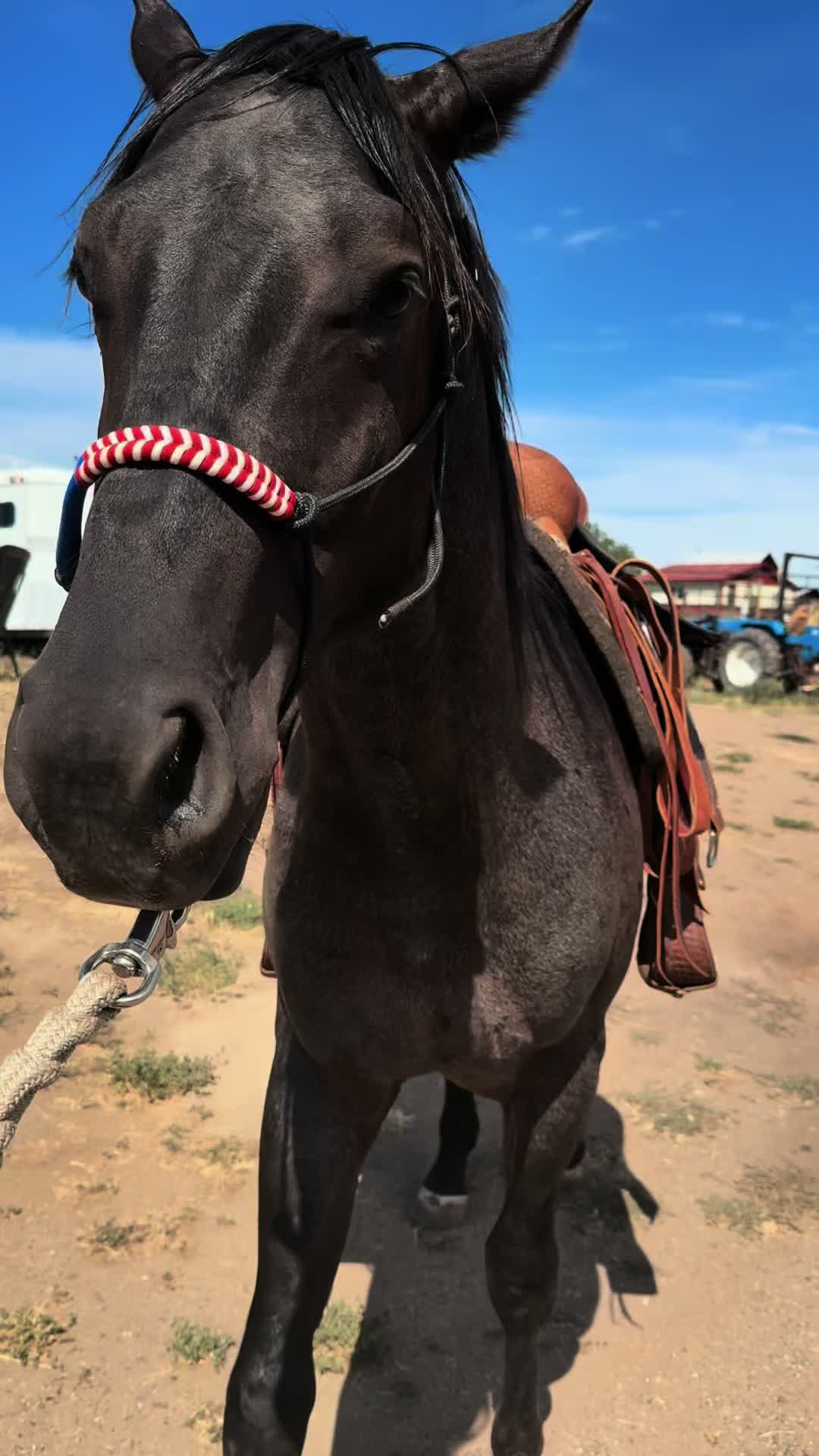 @Cowgirl Tuff Colt Training ❤️