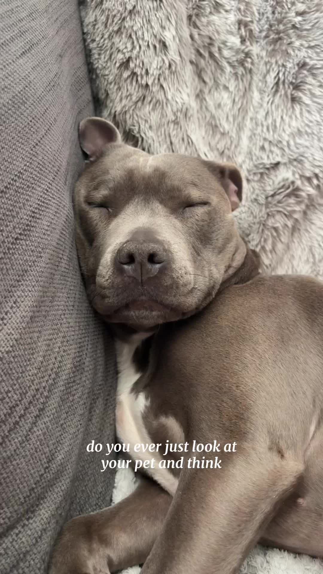 @Myla.thebluestaffy🤍
