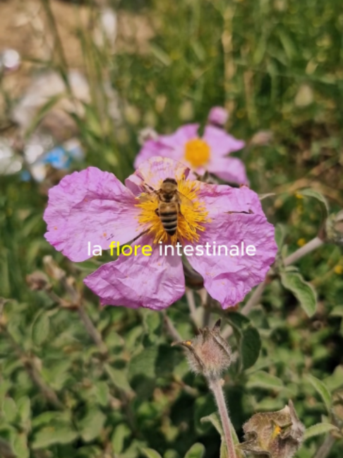 @Abeille Heureuse