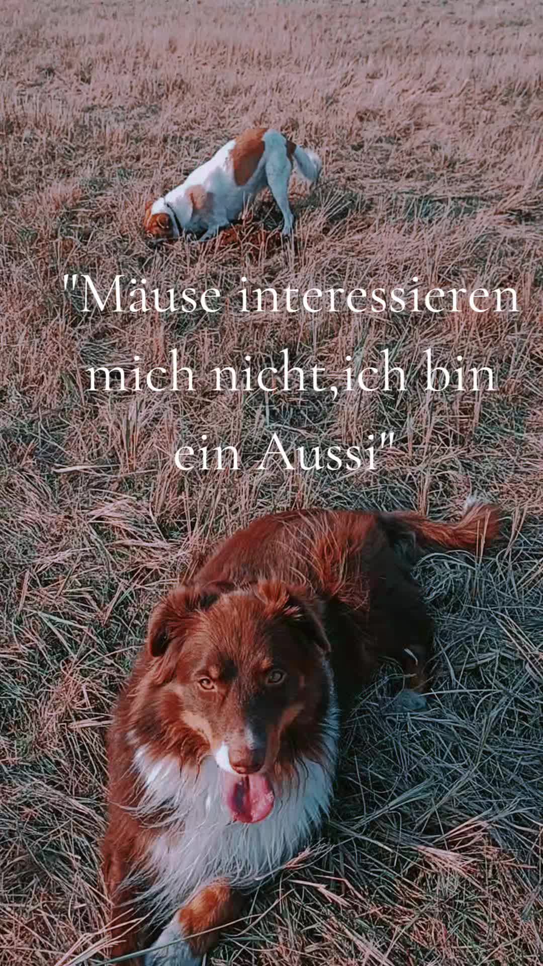 @ginaseele