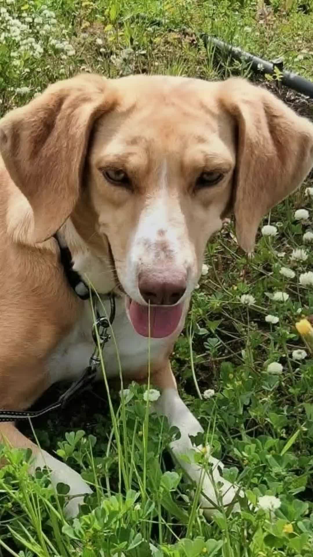 @Greek Animal Rescue