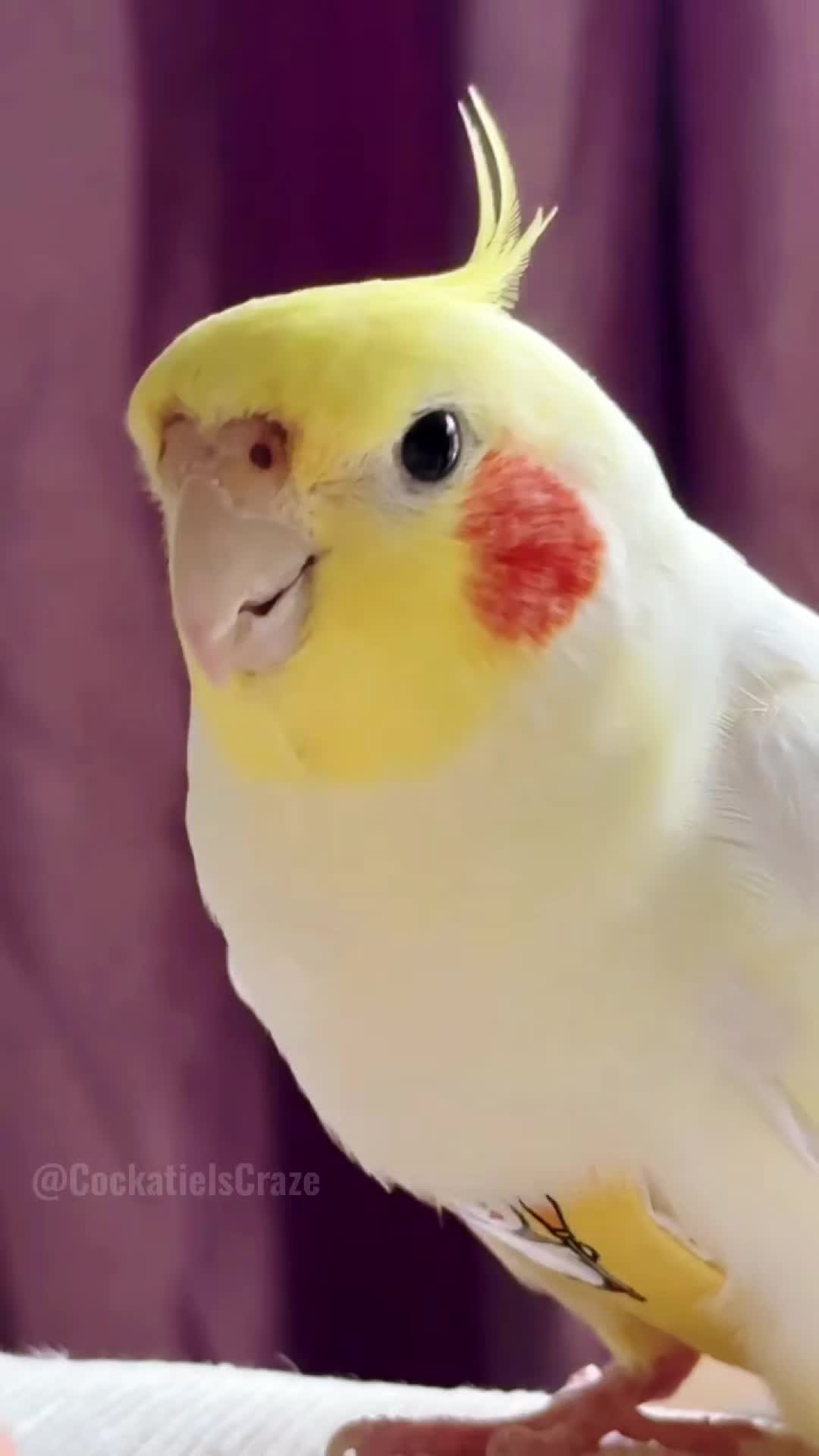 @Cockatiels Craze