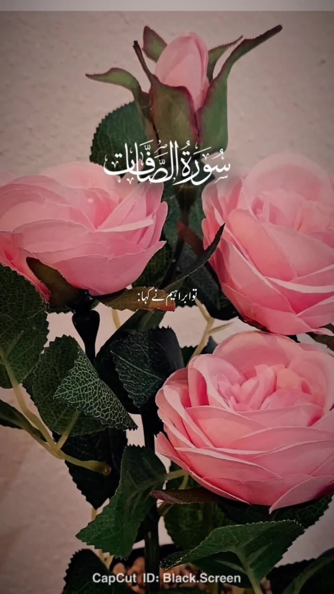 @dua Qureshi