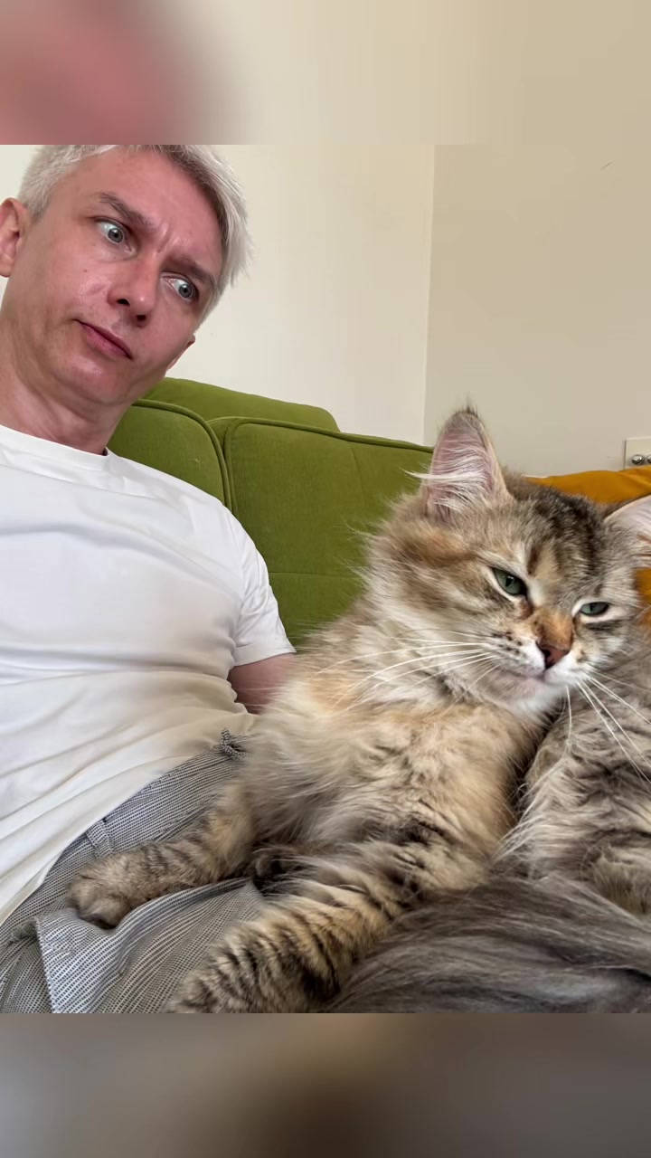 @SiberianRiver Cattery Uk