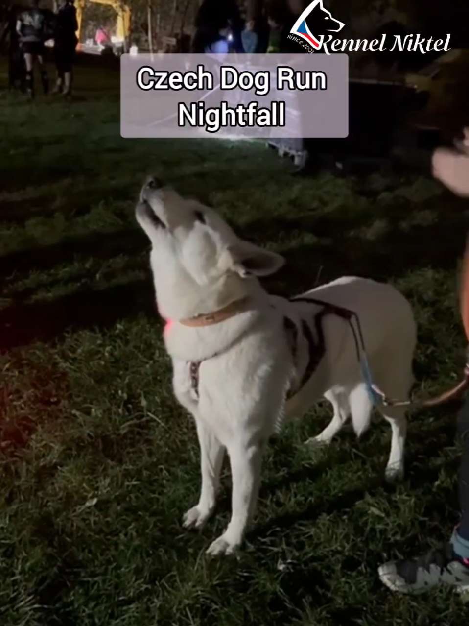 @Kennel Niktel