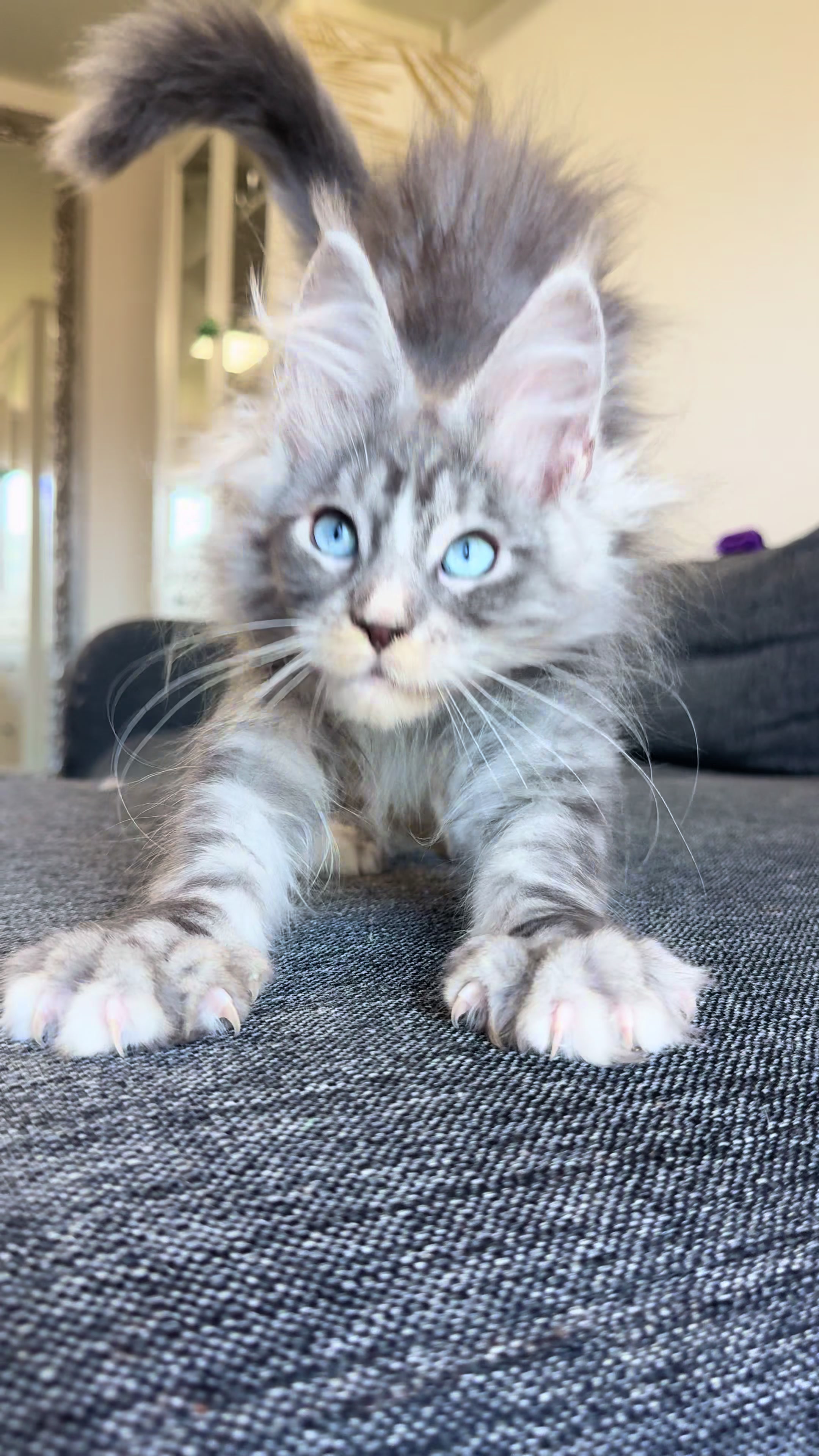 @WilderRegenbogenMaineCoon