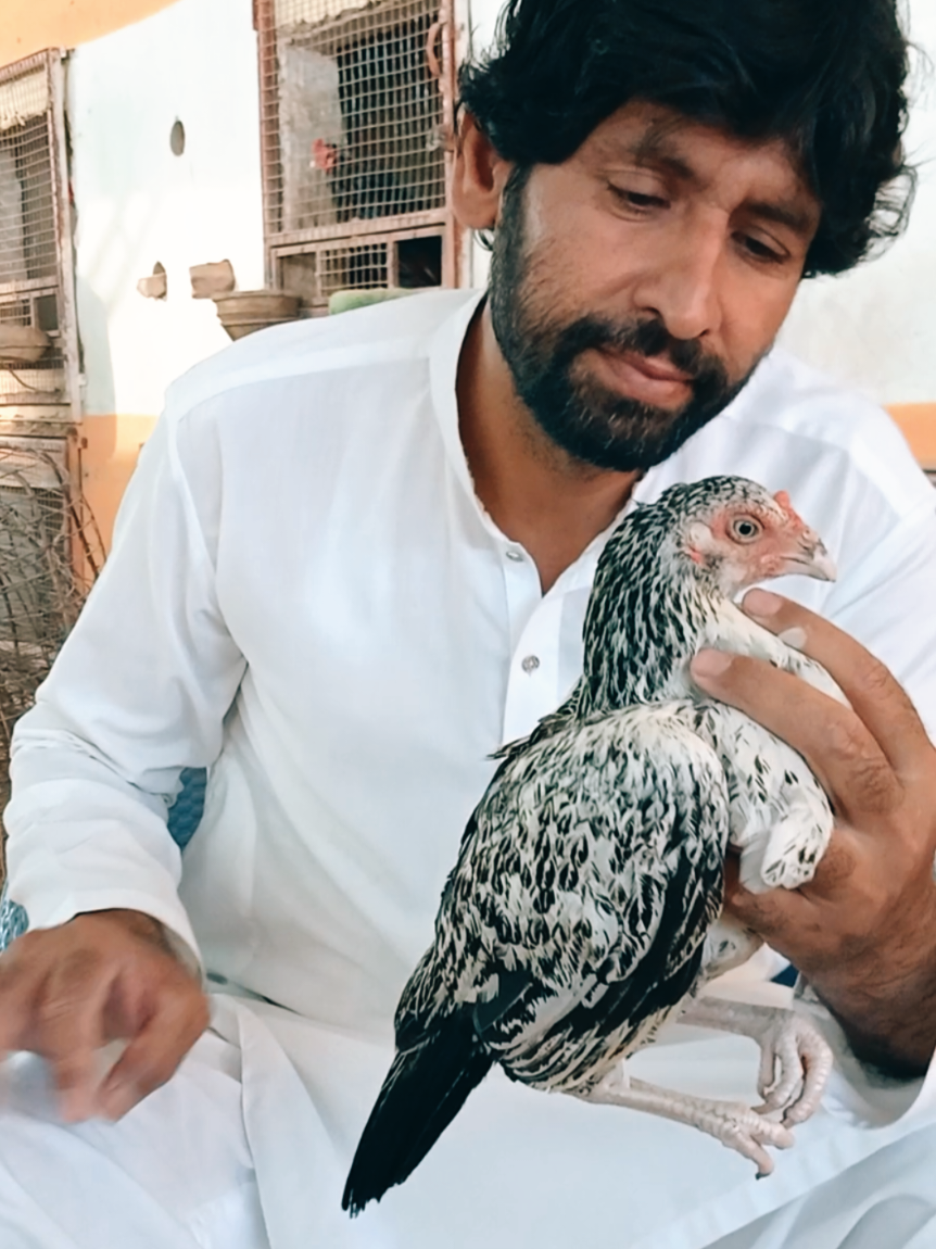 @Sajjad Aseel Farm