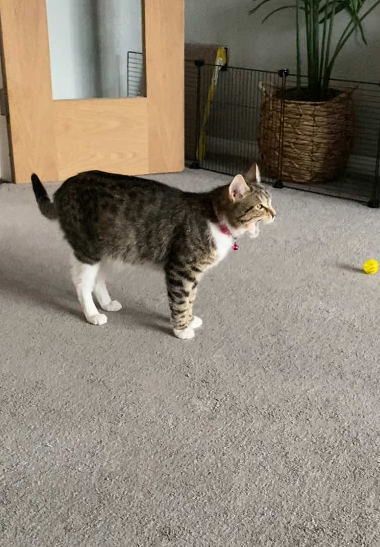 @Chloe Cat